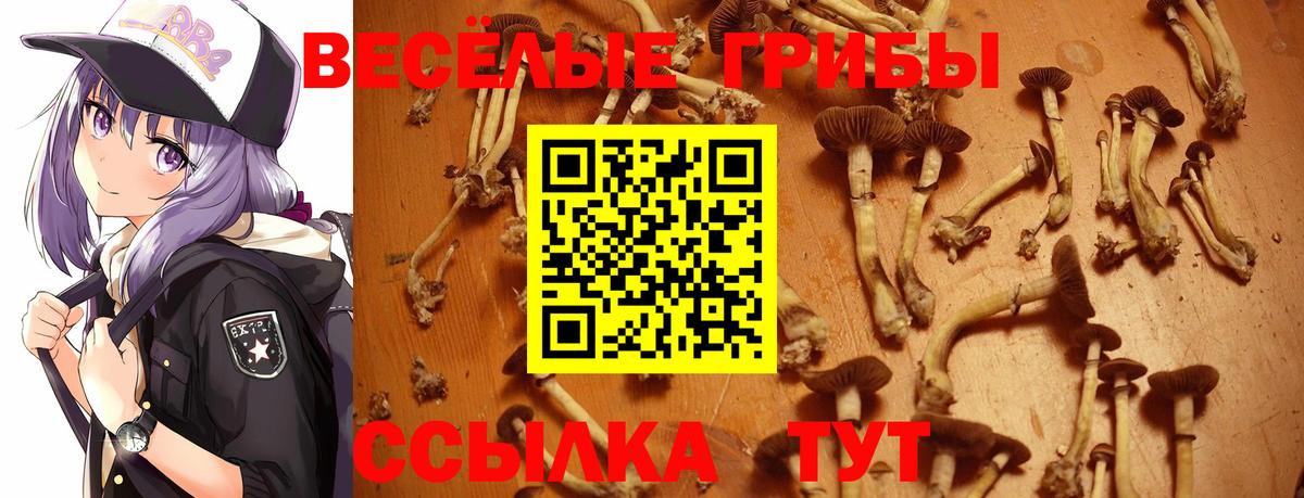 Галлюциногенные грибы Cubensis  Вход с VPN  Протвино 